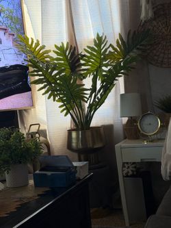 House plant