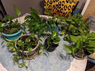 House Plants---- Pothos