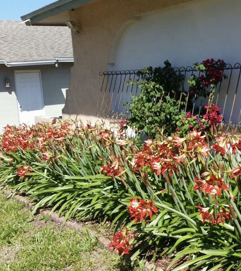 Beautiful Red Lily Flower Plants