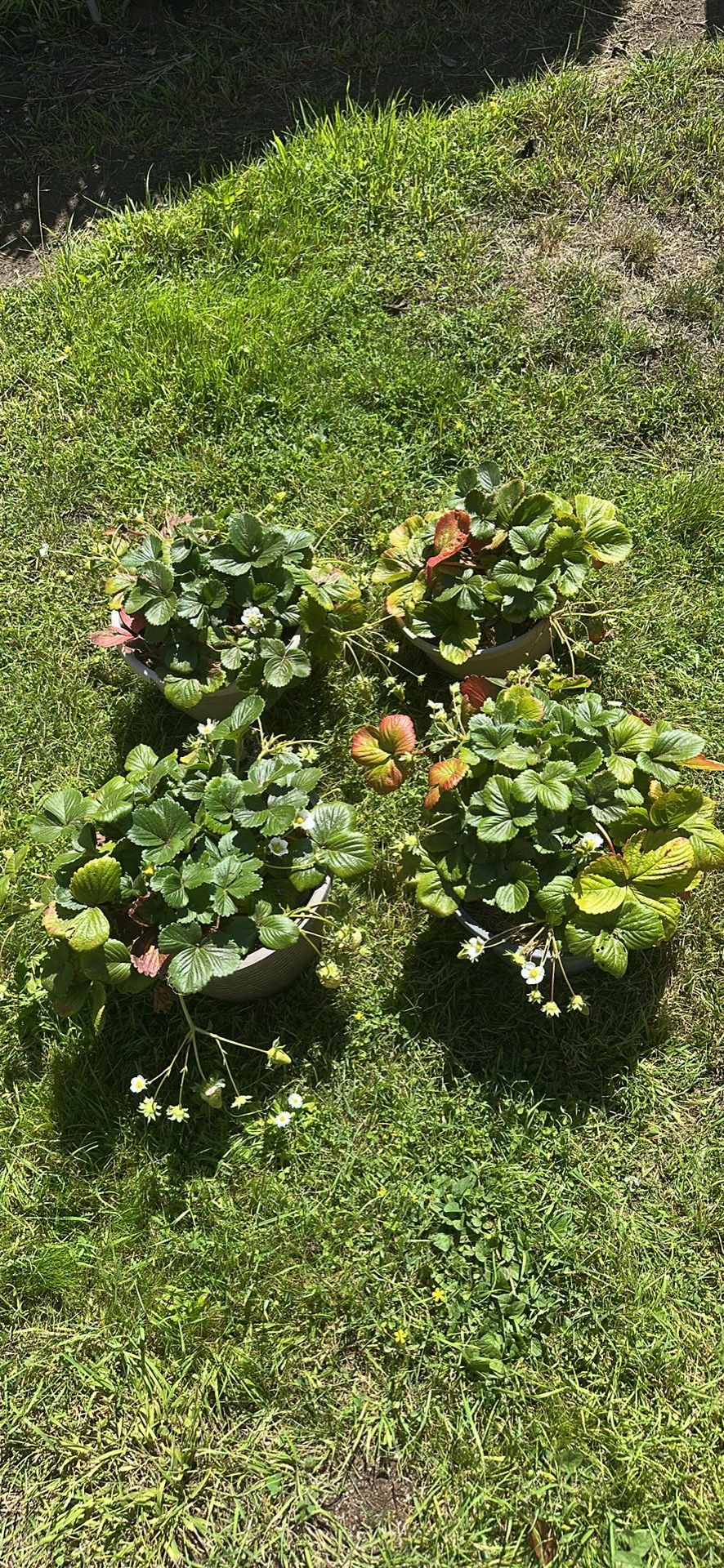 Strawberry Plants
