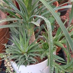 Beautiful House Plants.