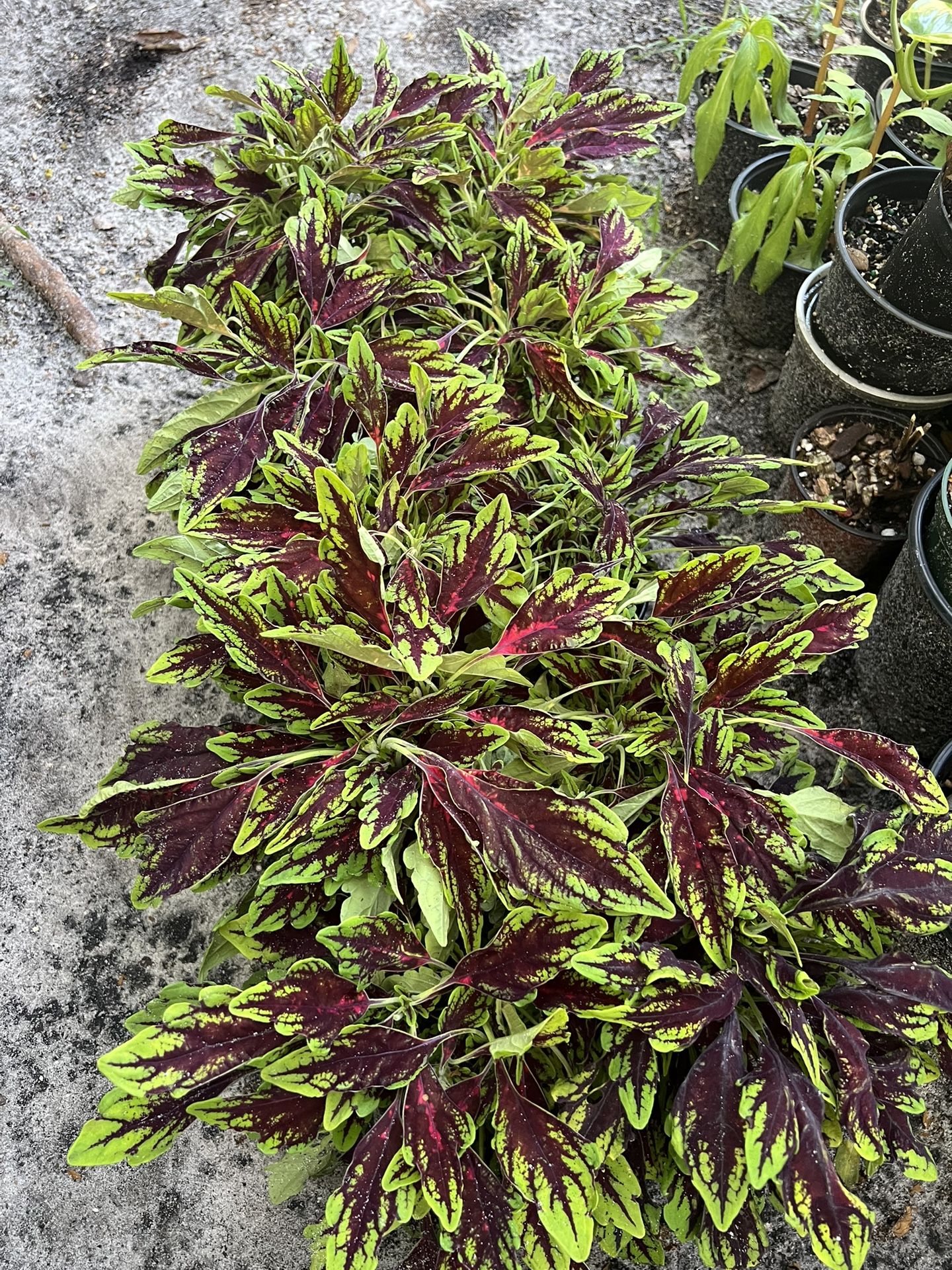 Coleus