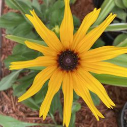 Rudbeckia (Black-eyed Susan) Annual Outdoor Plant 🌼