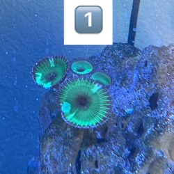 Zoas/palys