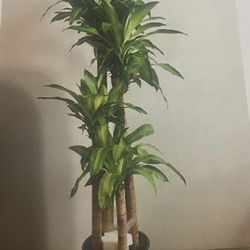 Large Variety Of Indoor Plants Available 