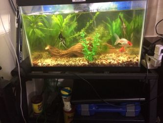 Pecera con todos los accesorio y peces