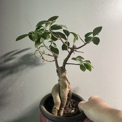 Bonsai Tree