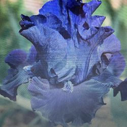 Obsidian bearded Iris- *They Bloom Every Year