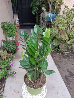 Z Z "Zamioculcas Zamiifolia " Plant $30