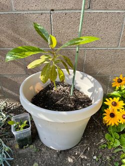 Hass Avocado Tree