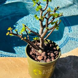 Jade Plant in Planet Pot