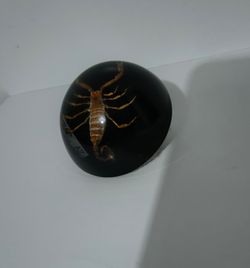 DOME LUCITE SCORPION PAPERWEIGHT 2.3"×1" - M01