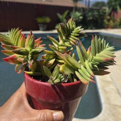 Red Pagoda Suculent Plant 4"