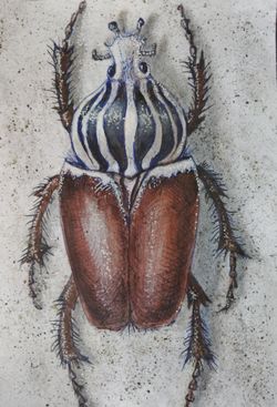 Goliath Beetle