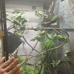 Chameleon Enclosure With Dragon Ledges 