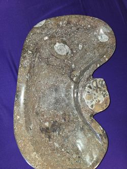 Ammonite Tray/Bowl