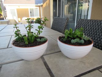 Pair Of White, Terracotta Rim Garden Pots With Succulents