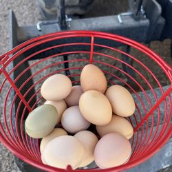 Free Range Chicken Eggs 