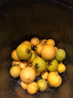 Guava-Organic home grown