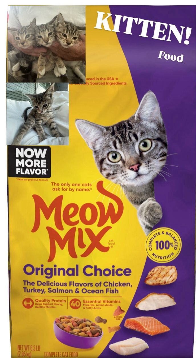 Kitten Food