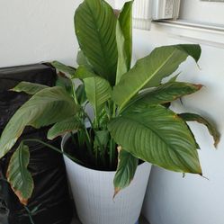 Peace Lily Plant, Large, In Bloom