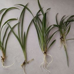 Four Well Rooted Spider Plant Babies. Price For All