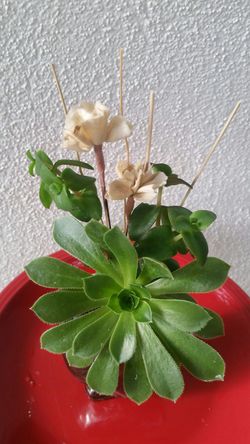 succulents heart
