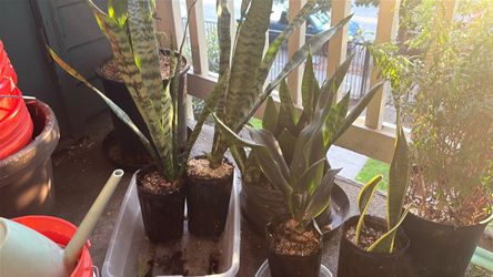 Dracaena