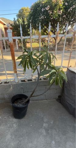White Plumeria in pot