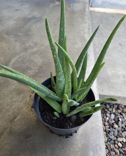 This Is A ALOE VERA PLANT A Popular Succulent For Medicinal Uses Is Used  For Skin