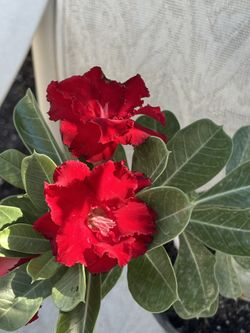 Rosa De Desierto , Id Crimson Delight