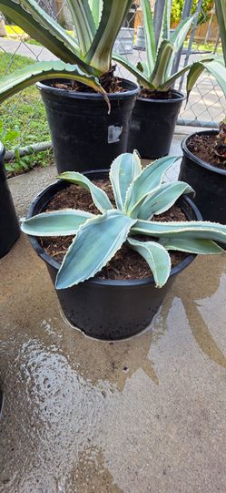 Rare Agave Gypsophila "curly" variegated centry plant