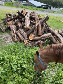 Juniper Wood And Logs 
