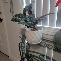 Ceramic Pot