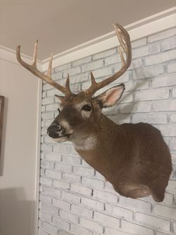 Deer mount
