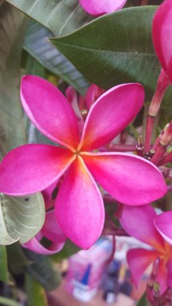 Plumeria cutting