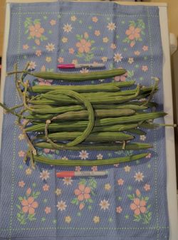 Moringa / Drumstick