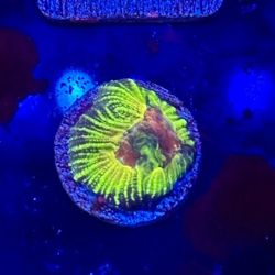 Mayan Sun Favia Display Decor