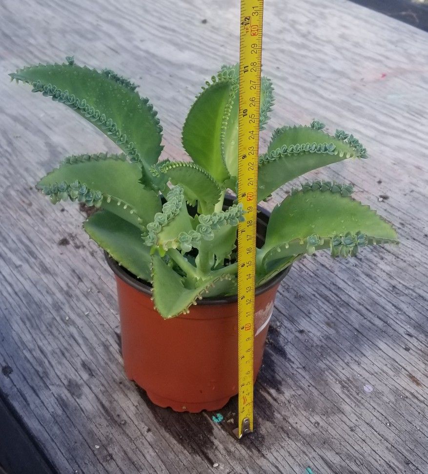Mother Of Thousands Plant, Live