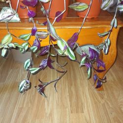 Wandering Jew. Large, Established Vine Plant Pot