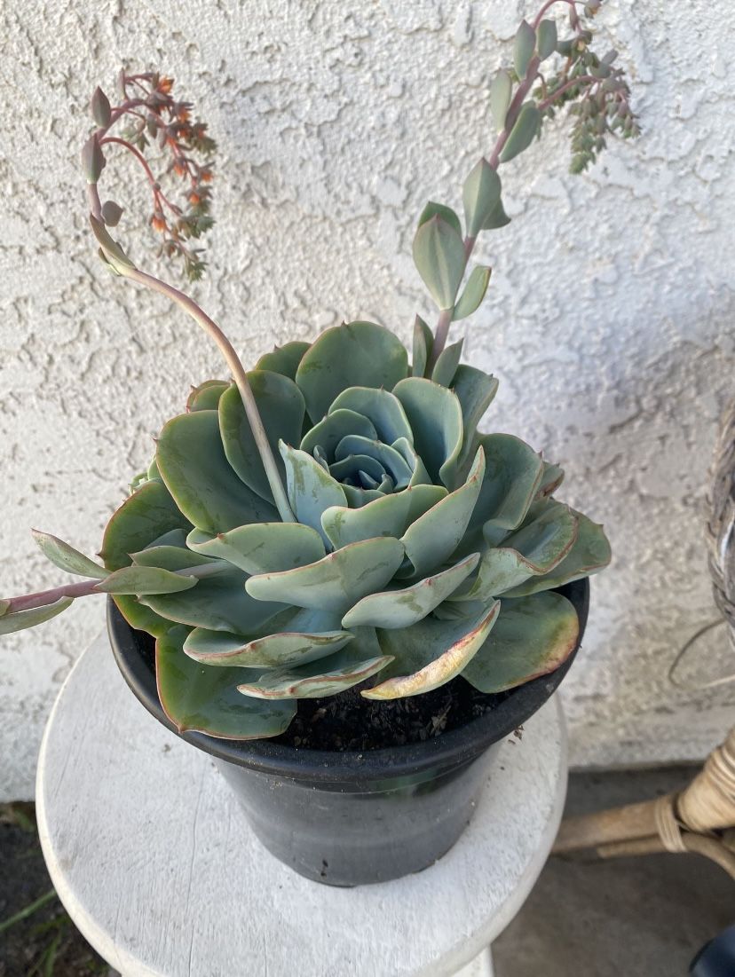 1.5 Gallon Pot Succulent Plant - Echeveria Colorata - Red Top Queen - Rooted & Established - Drought Resistant - 🪴