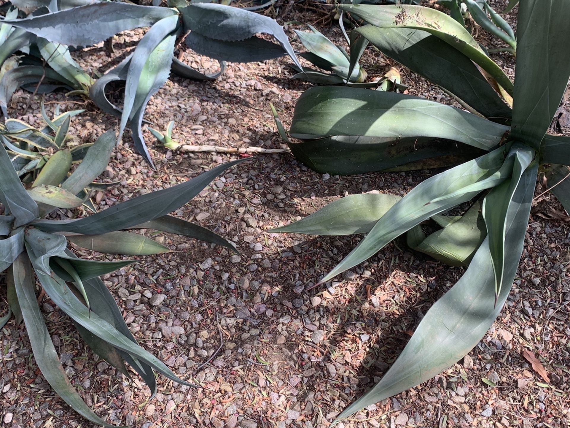 Large Bundle Succulents