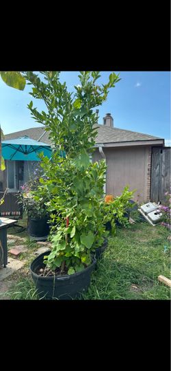 Arbol de naranja grande
