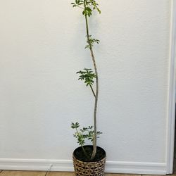 Tropical Plants