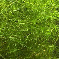 Guppy Grass