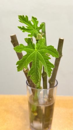 A Black Jack Fig Cutting