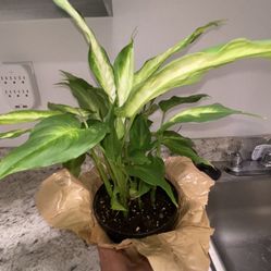 Dieffenbachia House Plant
