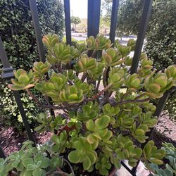 Potted Jade Plant 
