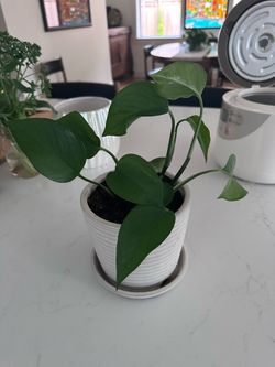 Pothos in planter