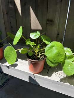 Chinese Money Plant (good luck)